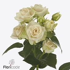 Срезанные цветы оптом Rosa spray whitney от 40шт. из Голландии с доставкой по России