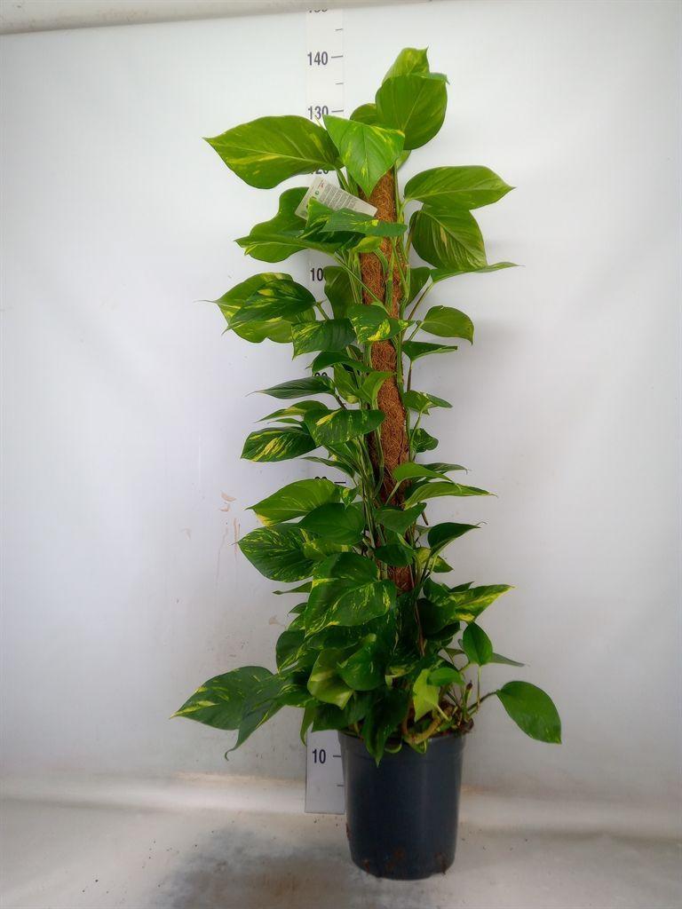 Горшечные цветы и растения оптом Epipremnum Pinn.   ...moss Stick от 1шт из Голландии с доставкой по России