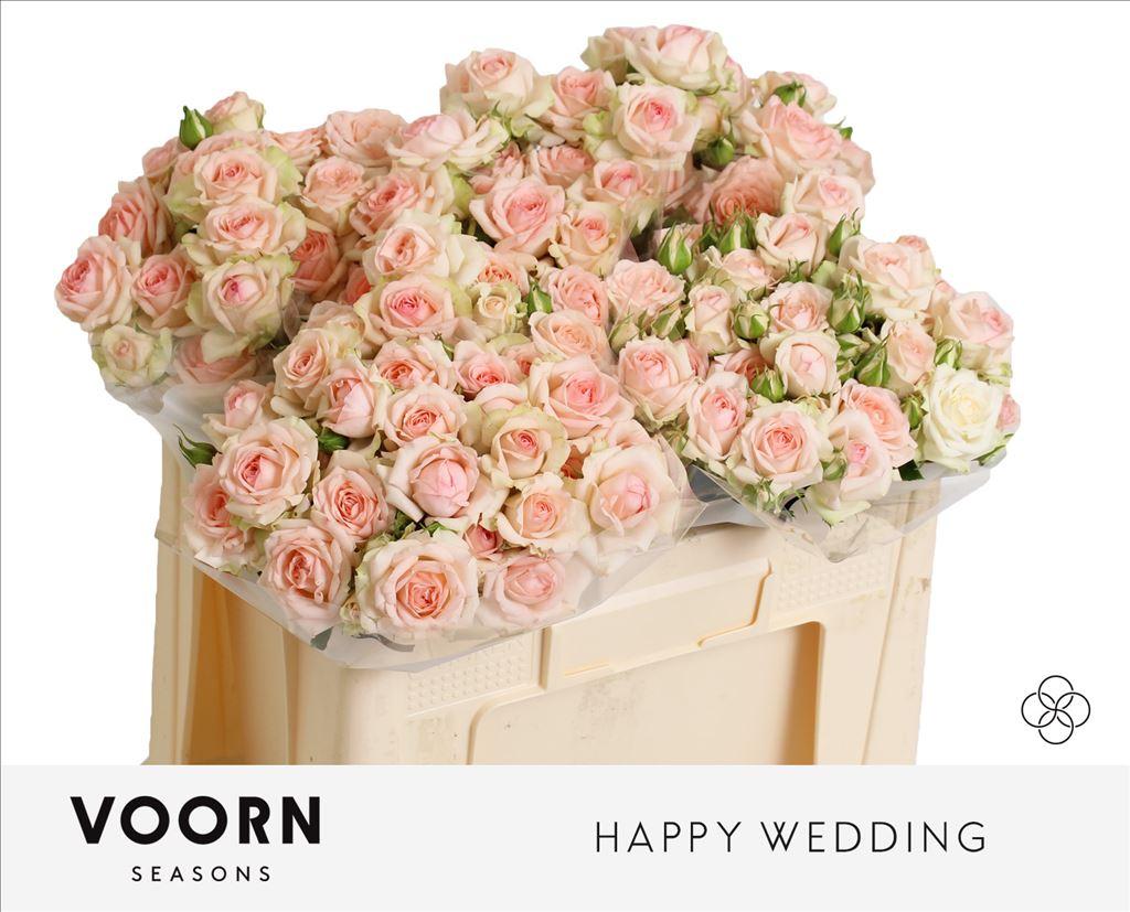 Срезанные цветы оптом Rosa spray happy wedding от 40шт из Голландии с доставкой по России