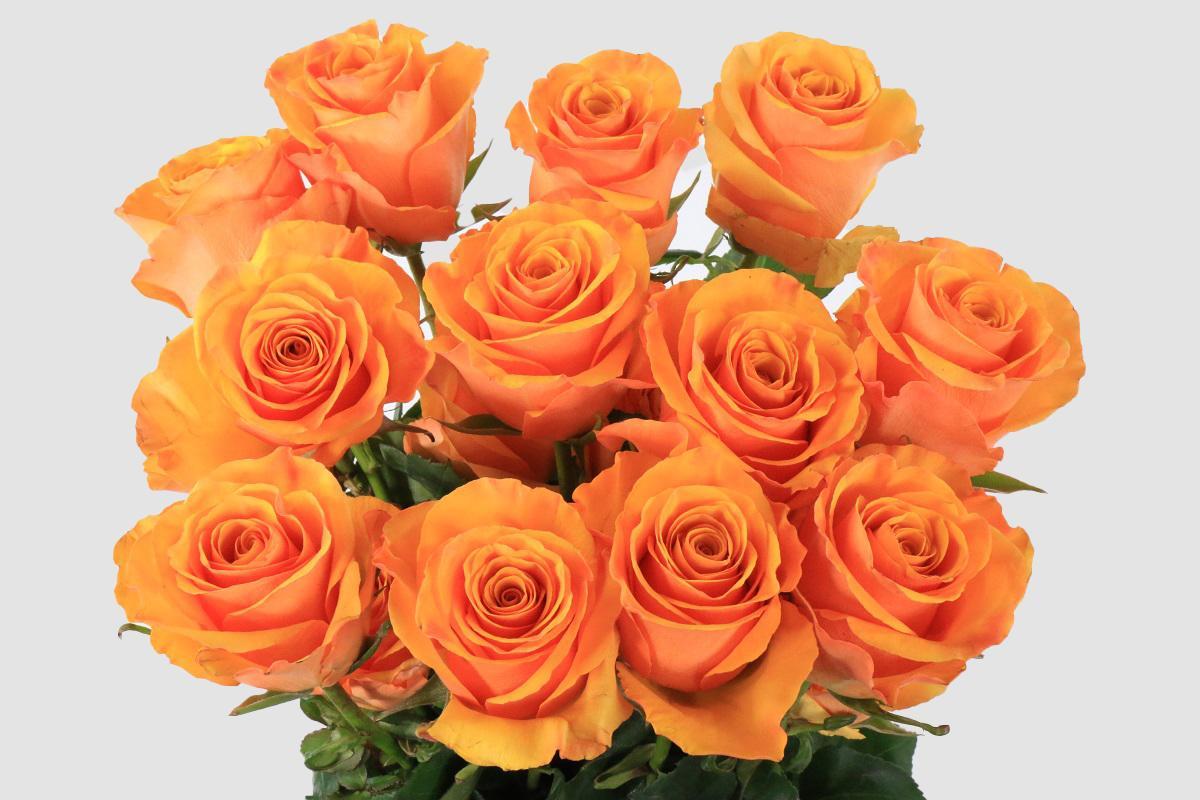 Срезанные цветы оптом Rosa ec tycoon от 125шт из Голландии с доставкой по России