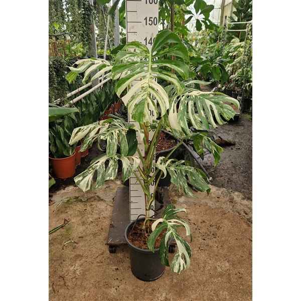 Горшечные цветы и растения оптом Monstera Deliciosa Variegata от 1шт из Голландии с доставкой по России