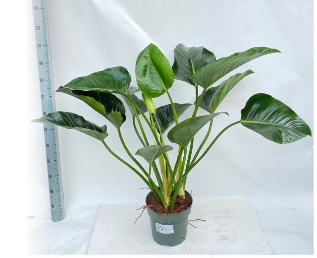 Горшечные цветы и растения оптом Phil Green Beauty от 1шт из Голландии с доставкой по России