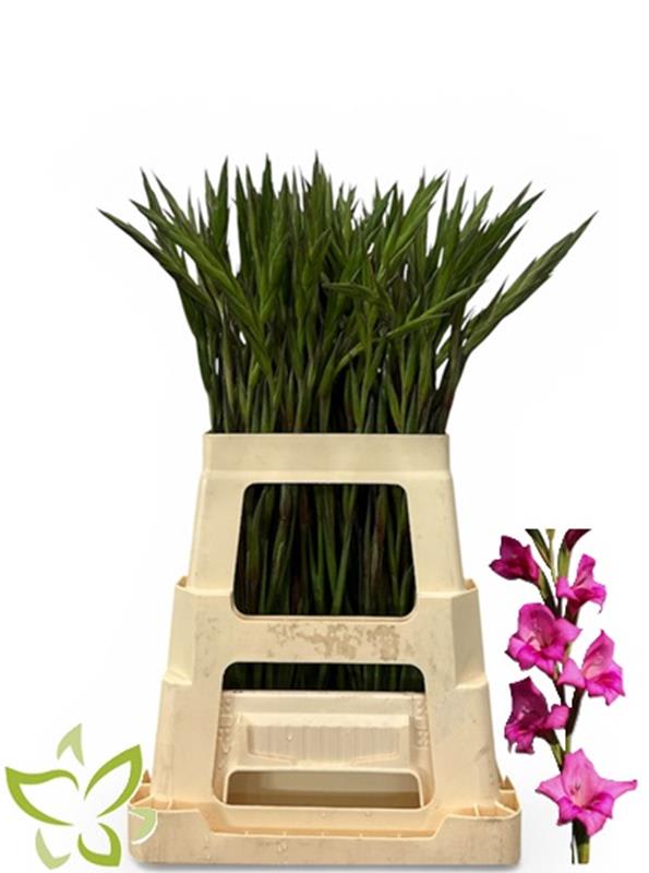 Срезанные цветы оптом Gladiolus la summer jewel от 100шт из Голландии с доставкой по России