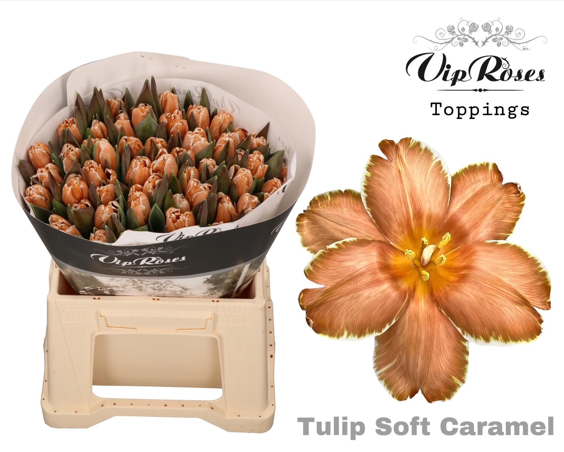 Срезанные цветы оптом Tulipa si paint soft caramel от 50шт из Голландии с доставкой по России