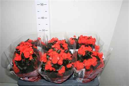 Горшечные цветы и растения оптом Beg Du Mocca Orange от 6шт из Голландии с доставкой по России