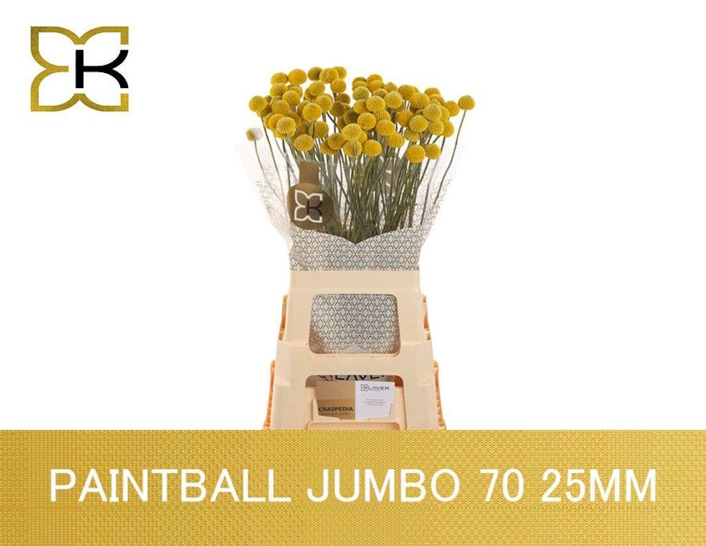Срезанные цветы оптом Craspedia paintball jumbo от 100шт из Голландии с доставкой по России