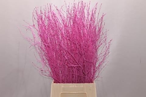 Срезанные цветы оптом Betula paint pink от 10шт. из Голландии с доставкой по России