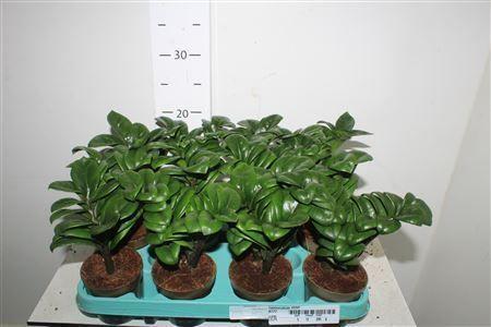 Горшечные цветы и растения оптом Zamioculcas Zenzi от 12шт (для телеги) из Голландии с доставкой по России