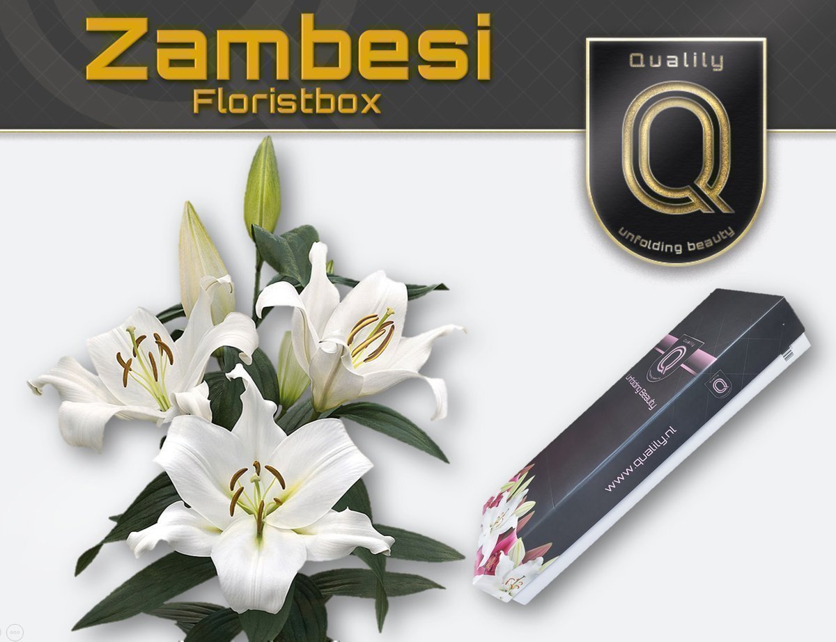 Срезанные цветы оптом Lilium or zambesi от 40шт. из Голландии с доставкой по России