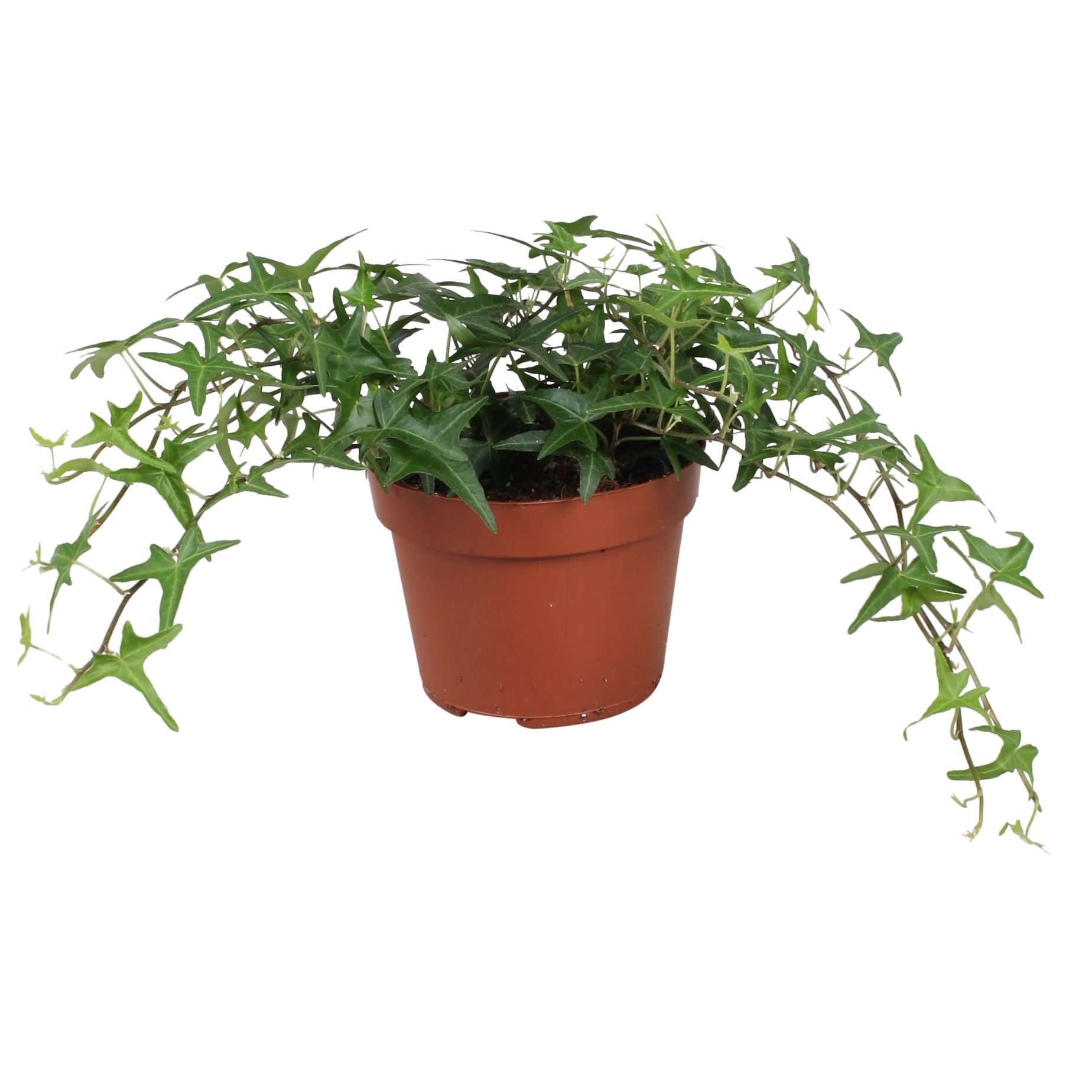 Горшечные цветы и растения оптом Hedera Helix Sagittaefolia от 8шт из Голландии с доставкой по России