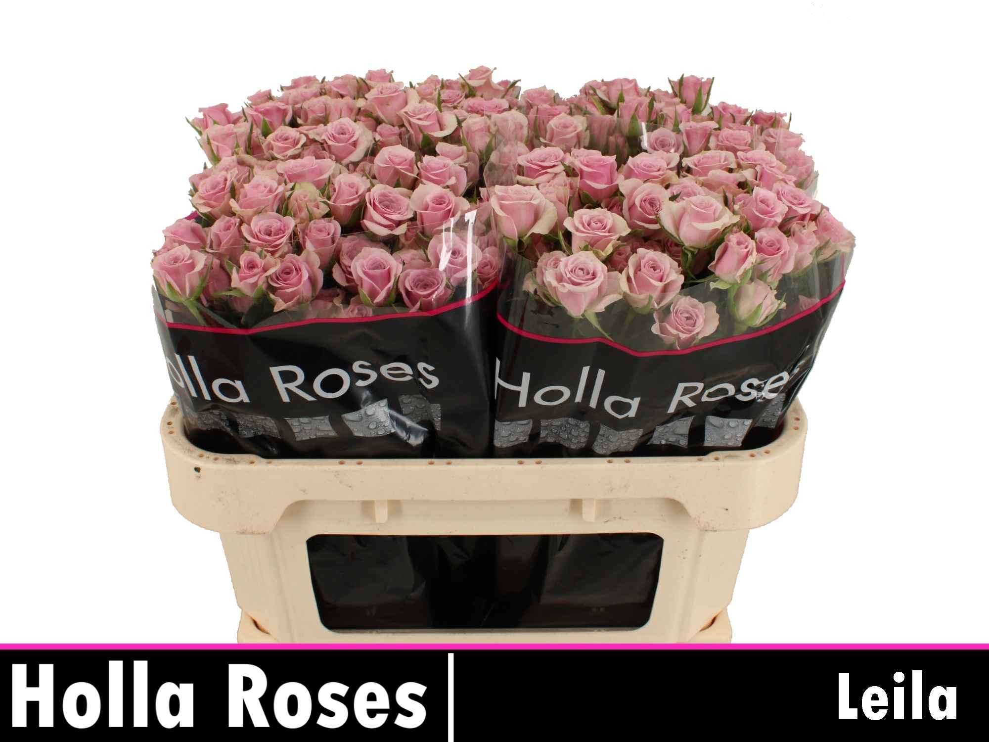 Срезанные цветы оптом Rosa sp leila от 50шт из Голландии с доставкой по России
