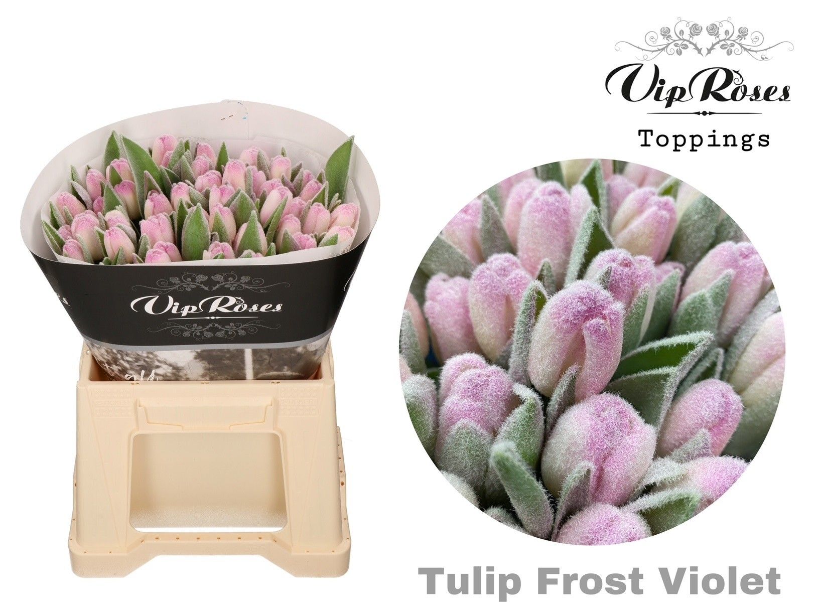 Срезанные цветы оптом Tulipa si paint frost violet от 50шт из Голландии с доставкой по России