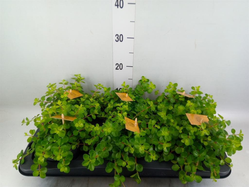 Горшечные цветы и растения оптом Peperomia Rotundifolia от 6шт из Голландии с доставкой по России