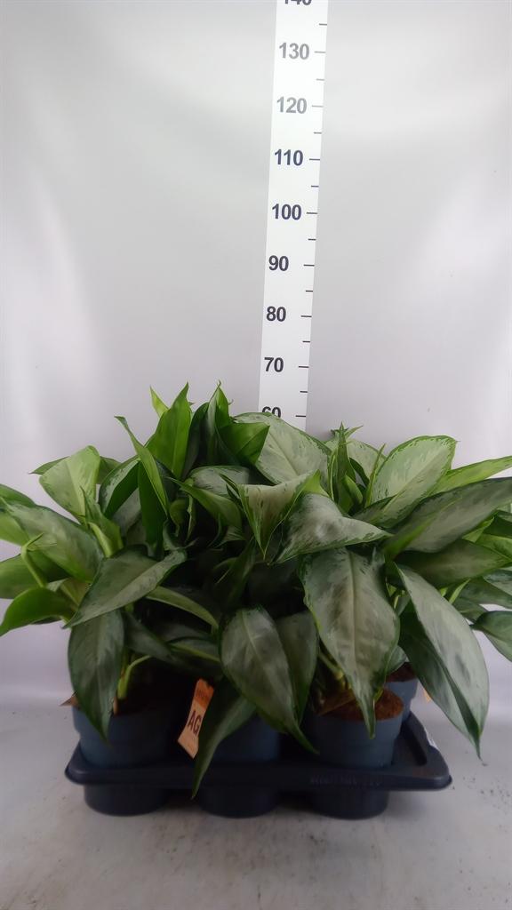 Горшечные цветы и растения оптом Aglaonema Gb cleopatra от 6шт из Голландии с доставкой по России
