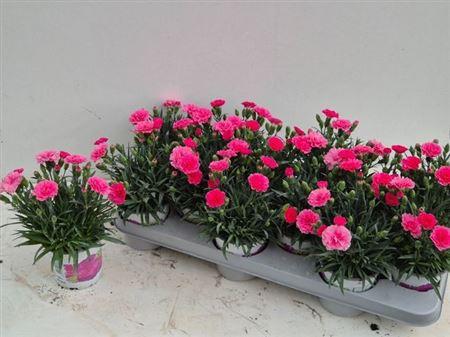 Горшечные цветы и растения оптом ** Dian I Love U * Sporing Deal * от 12шт из Голландии с доставкой по России