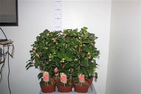 Горшечные цветы и растения оптом Came J Dr King от 6шт из Голландии с доставкой по России Горшечные цветы и растения оптом Came J Dr King от 6шт из Голландии с доставкой по России