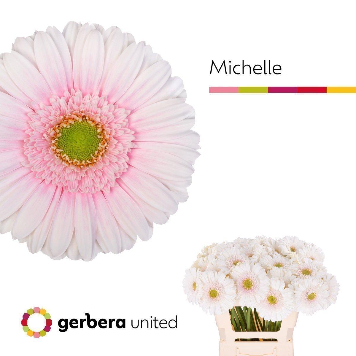 Срезанные цветы оптом Gerbera michelle от 40шт из Голландии с доставкой по России