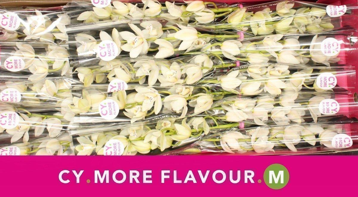 Срезанные цветы оптом Minicymbidium sue от 15шт из Голландии с доставкой по России