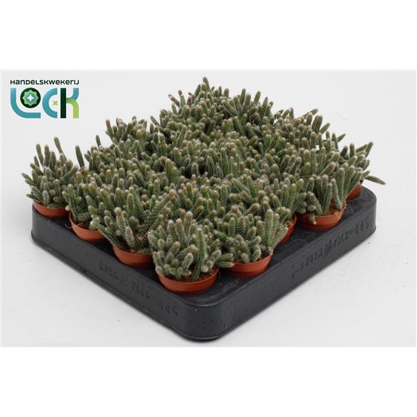 Горшечные цветы и растения оптом Rhipsalis Baccifera Horrida от 20шт (для телеги) из Голландии с доставкой по России