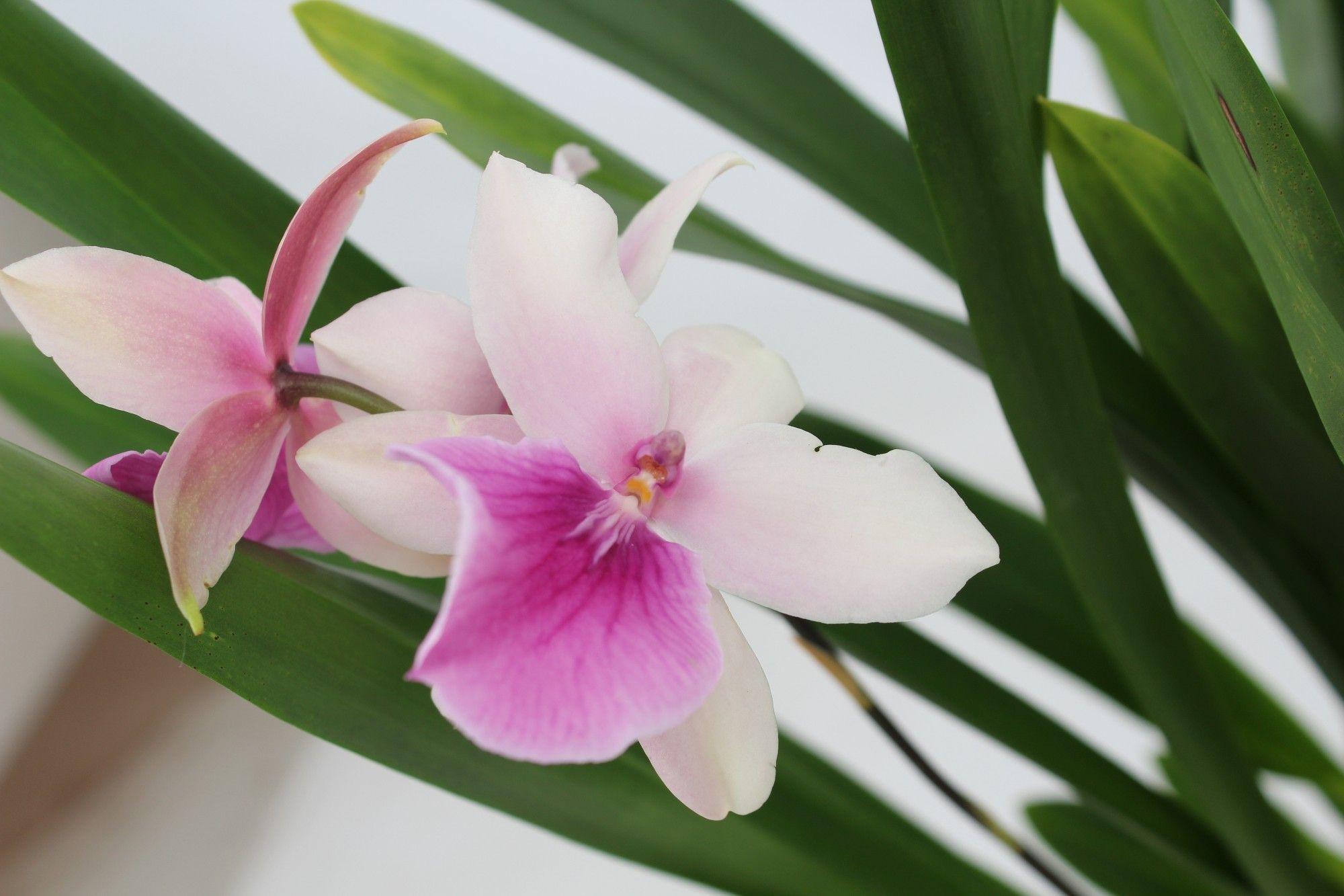 Горшечные цветы и растения оптом Summer 1st Orchid от 6шт из Голландии с доставкой по России
