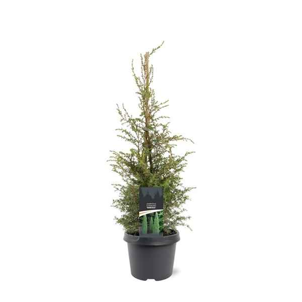 Горшечные цветы и растения оптом Juniperus Comm Suecica от 1шт из Голландии с доставкой по России