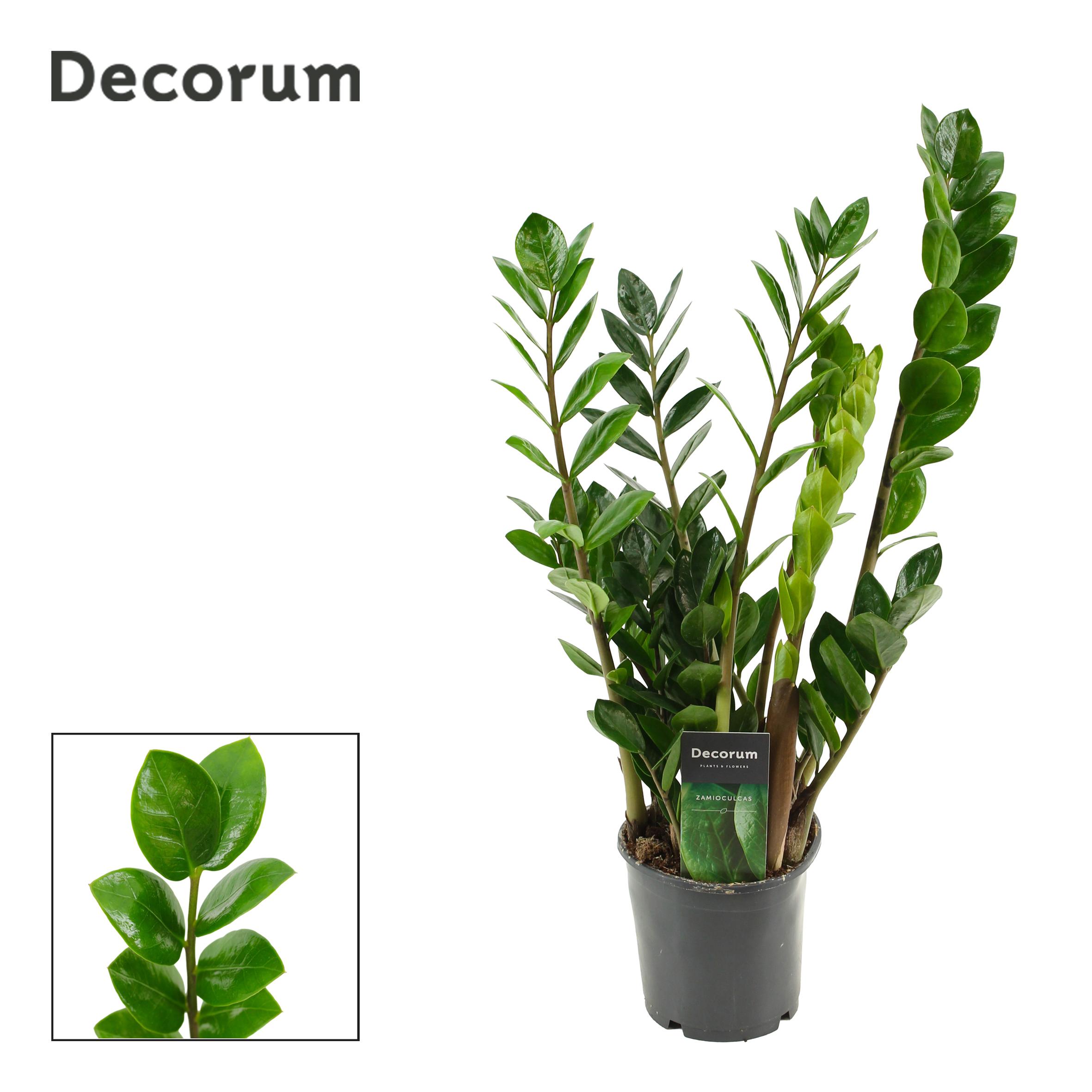 Горшечные цветы и растения оптом Zamioculcas Lima , 5+ от 10шт из Голландии с доставкой по России