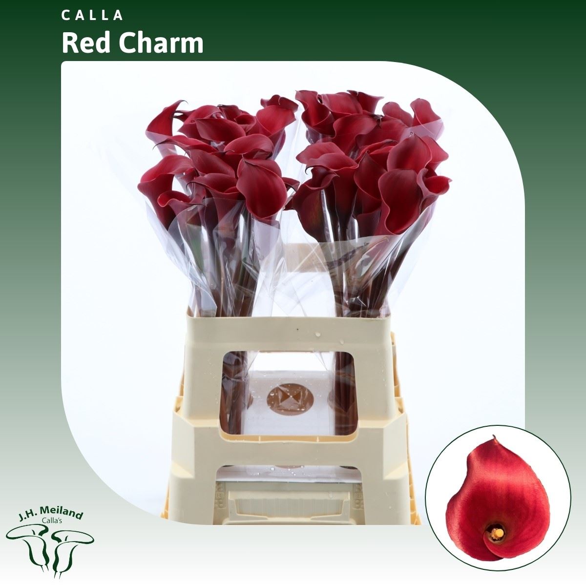 Срезанные цветы оптом Zantedeschia red charm от 40шт из Голландии с доставкой по России