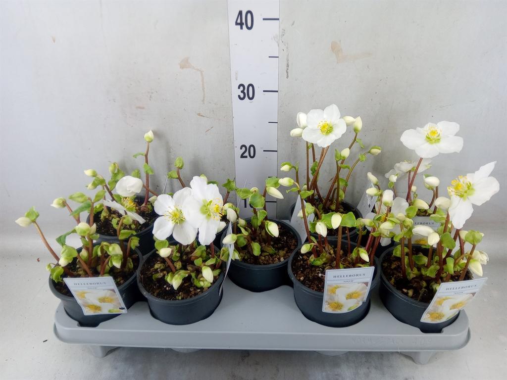 Горшечные цветы и растения оптом Helleborus Niger от 9шт из Голландии с доставкой по России Горшечные цветы и растения оптом Helleborus Niger от 9шт из Голландии с доставкой по России