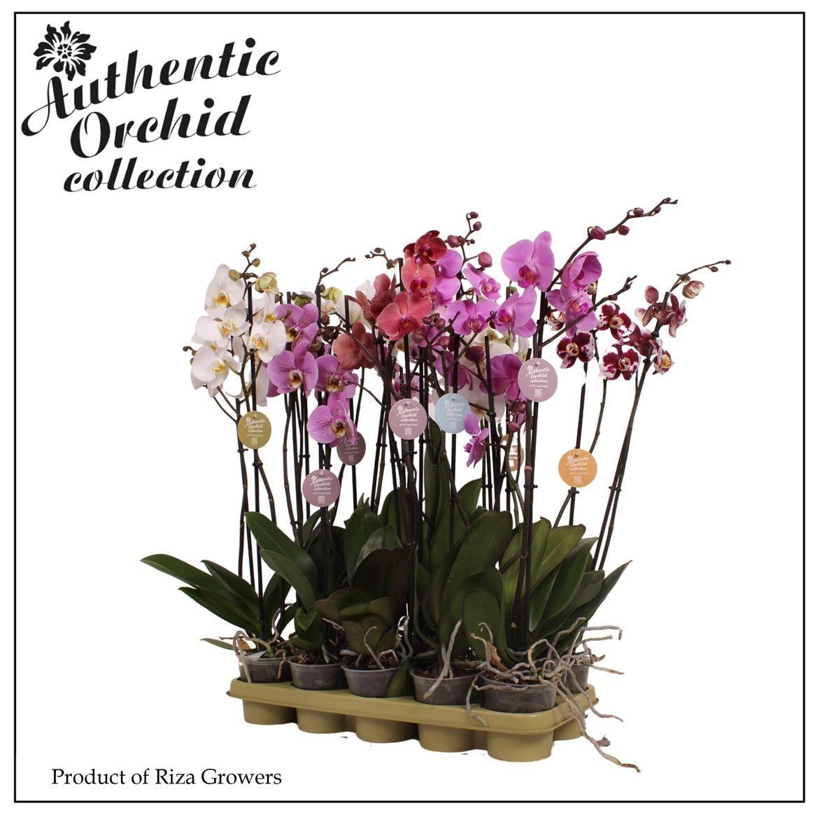 Горшечные цветы и растения оптом Phal 2st Mix 12+ Authentic (orchid Growers) от 10шт из Голландии с доставкой по России