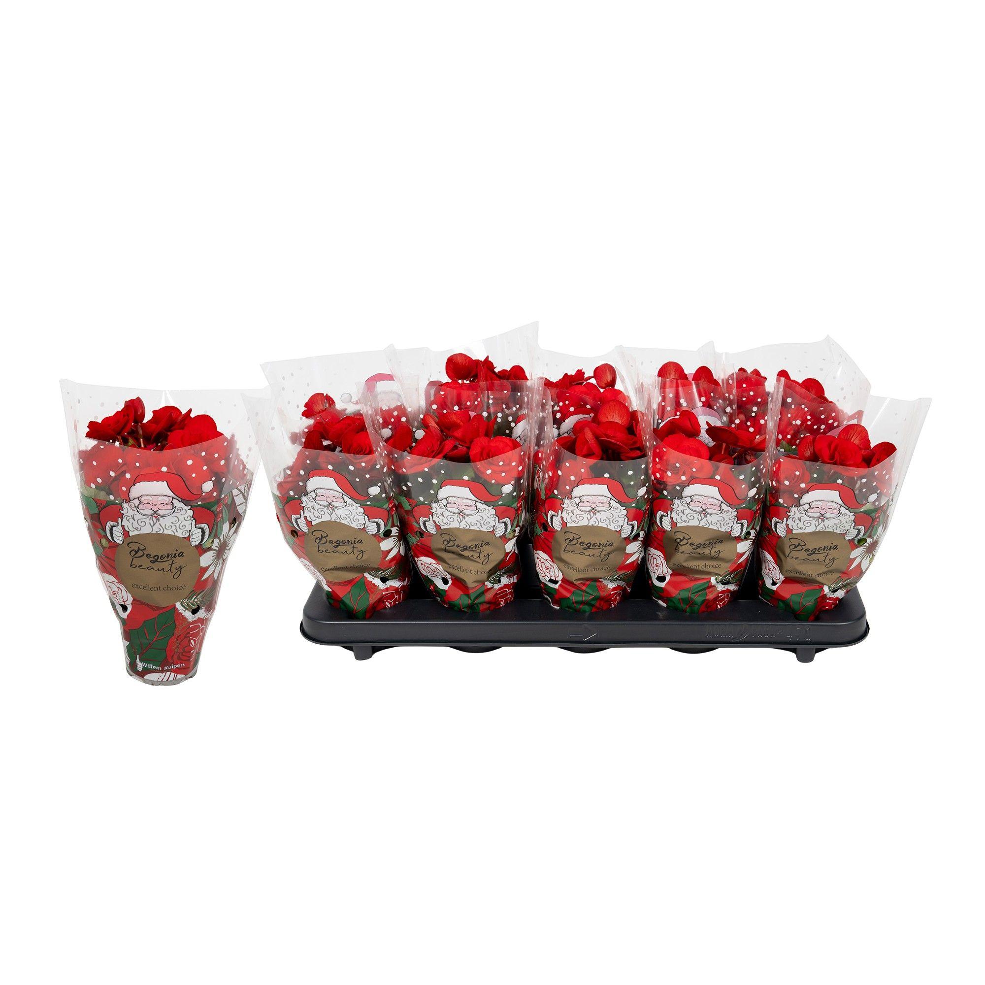 Горшечные цветы и растения оптом Beg Du Baladin от 10шт (для телеги) из Голландии с доставкой по России Горшечные цветы и растения оптом Beg Du Baladin от 10шт (для телеги) из Голландии с доставкой по России