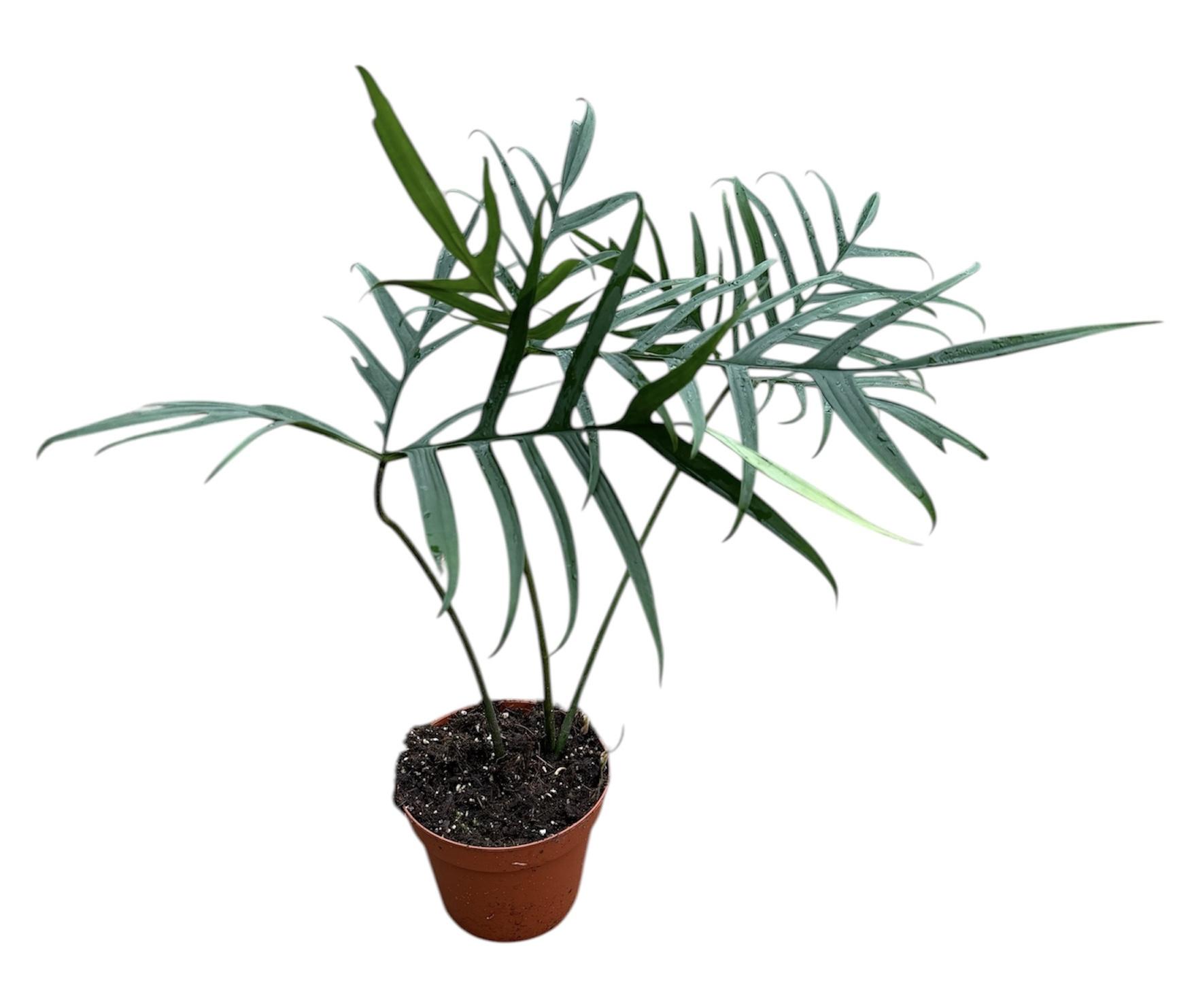 Горшечные цветы и растения оптом Philodendron Polypodiodes от 1шт из Голландии с доставкой по России