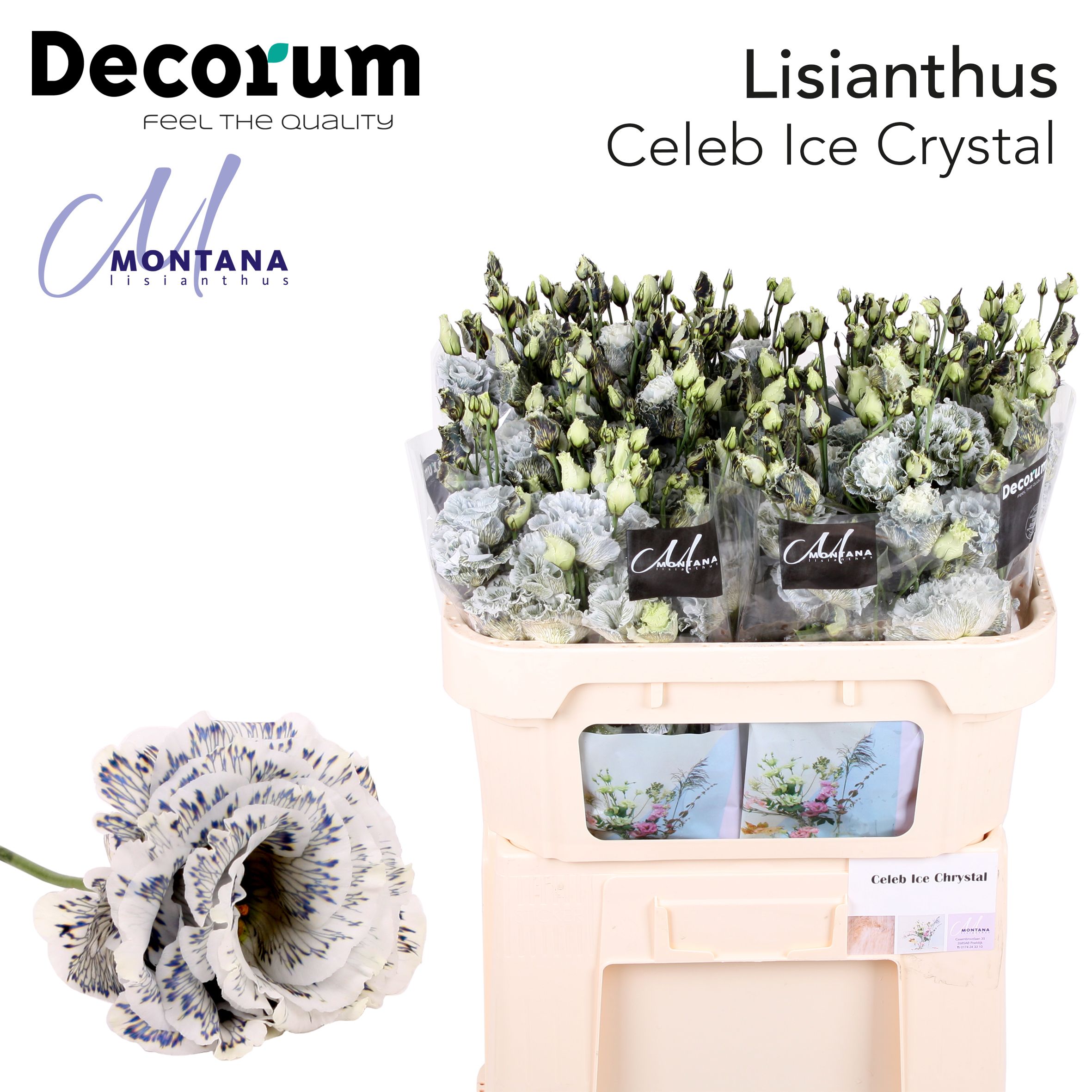 Срезанные цветы оптом Lisianthus do paint celeb ice crystal от 40шт из Голландии с доставкой по России