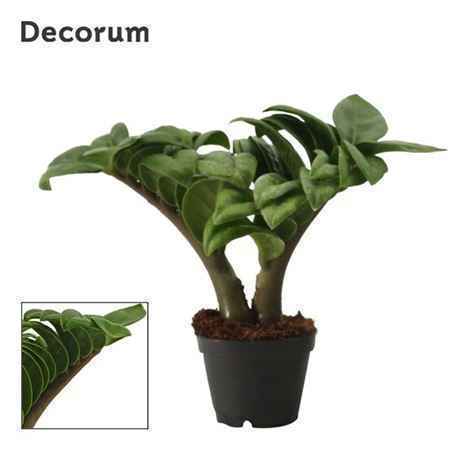 Горшечные цветы и растения оптом Zamioculcas Zenzi 2+ (decorum) от 14шт из Голландии с доставкой по России