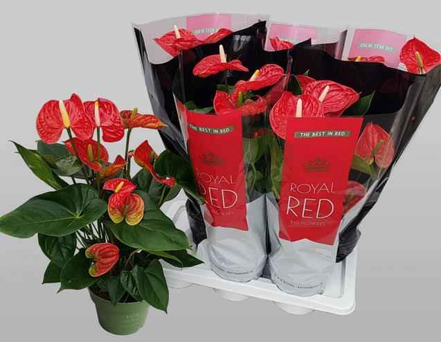 Горшечные цветы и растения оптом Anthu An Madural от 6шт из Голландии с доставкой по России
