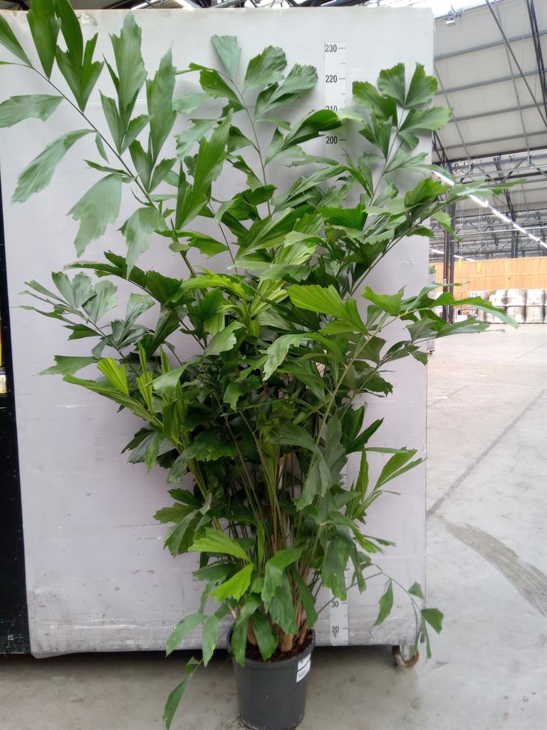 Горшечные цветы и растения оптом Caryota Mitis от 1шт из Голландии с доставкой по России