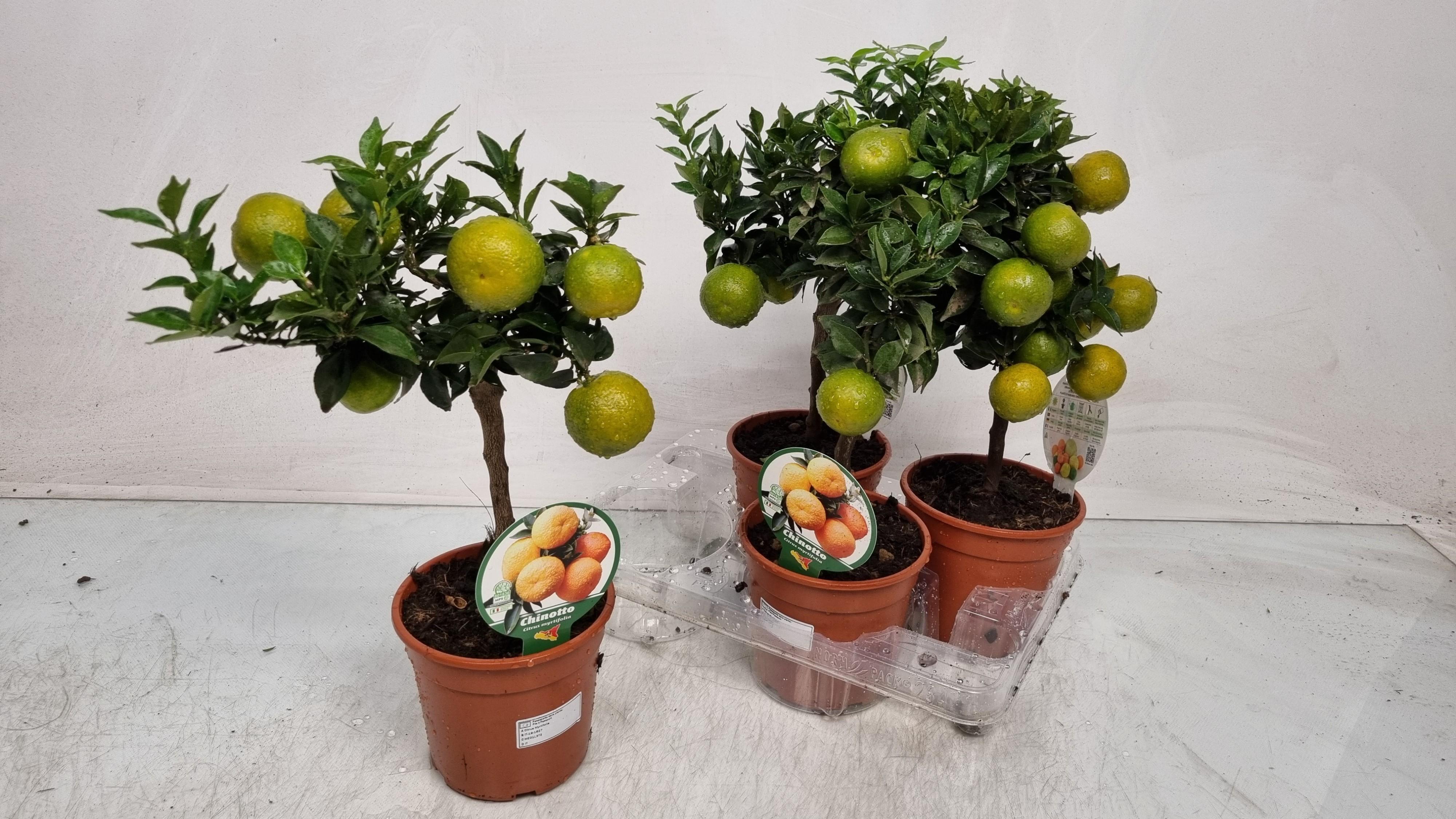 Горшечные цветы и растения оптом Citr Au Chinotto от 4шт (для телеги) из Голландии с доставкой по России