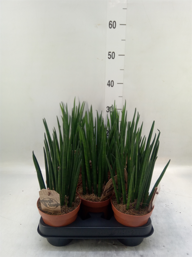 Горшечные цветы и растения оптом Sansevieria Bacularis от 11шт из Голландии с доставкой по России
