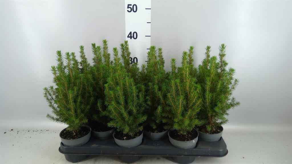 Горшечные цветы и растения оптом Picea Glauca perfecta A от 12шт из Голландии с доставкой по России