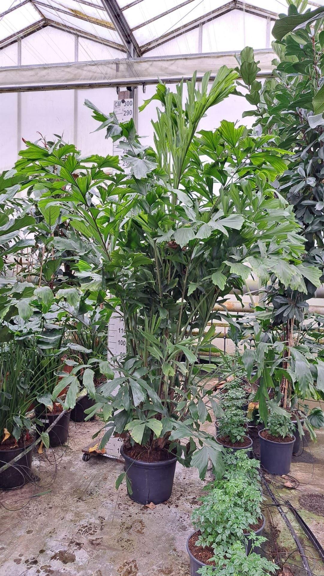 Горшечные цветы и растения оптом Caryota Mitis от 1шт из Голландии с доставкой по России