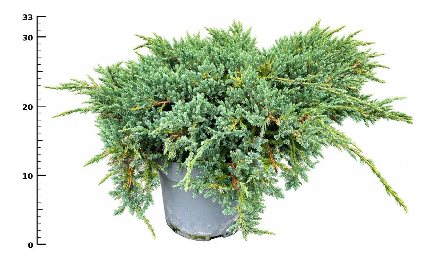 Горшечные цветы и растения оптом Juniperus Squa Blue Carpet A от 1шт из Голландии с доставкой по России