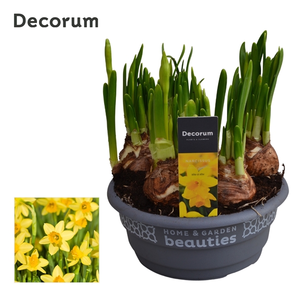 Горшечные цветы и растения оптом Narcissus Tete A Tete (decorum) от 7шт из Голландии с доставкой по России