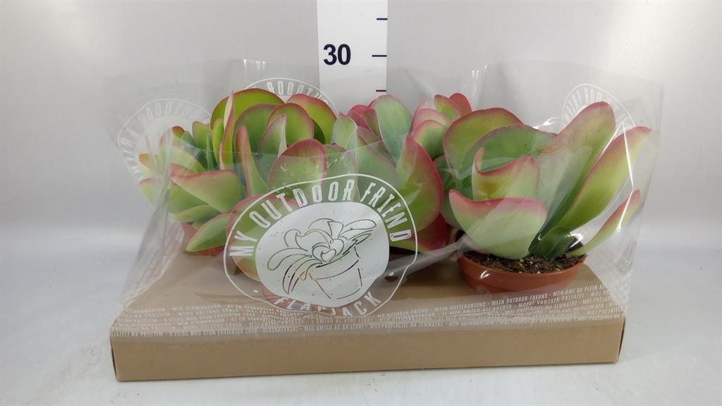 Горшечные цветы и растения оптом Kalanchoe Nf Thyrsiflora от 4шт из Голландии с доставкой по России