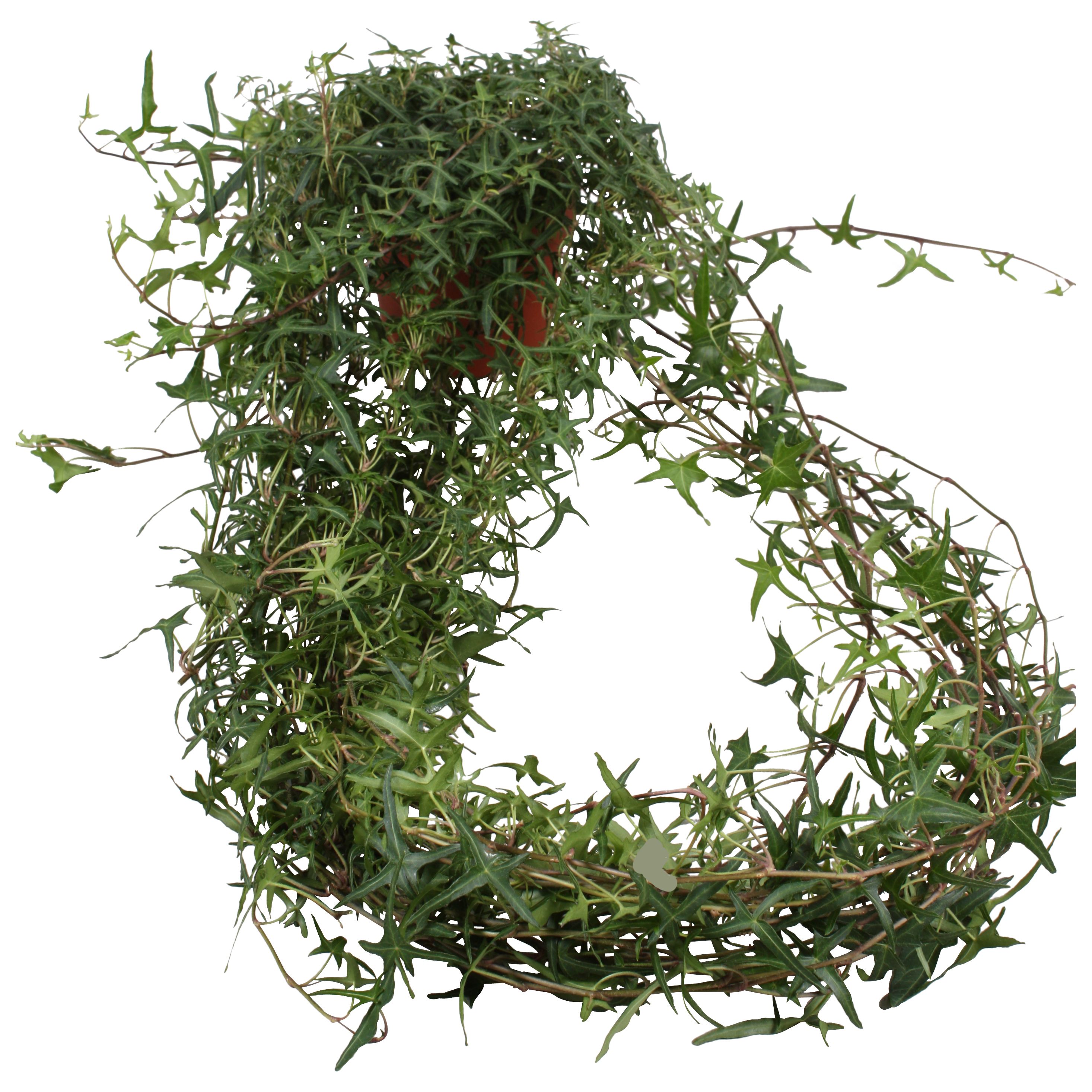 Горшечные цветы и растения оптом Hedera Helix Sagittaefolia Long Trail от 10шт из Голландии с доставкой по России