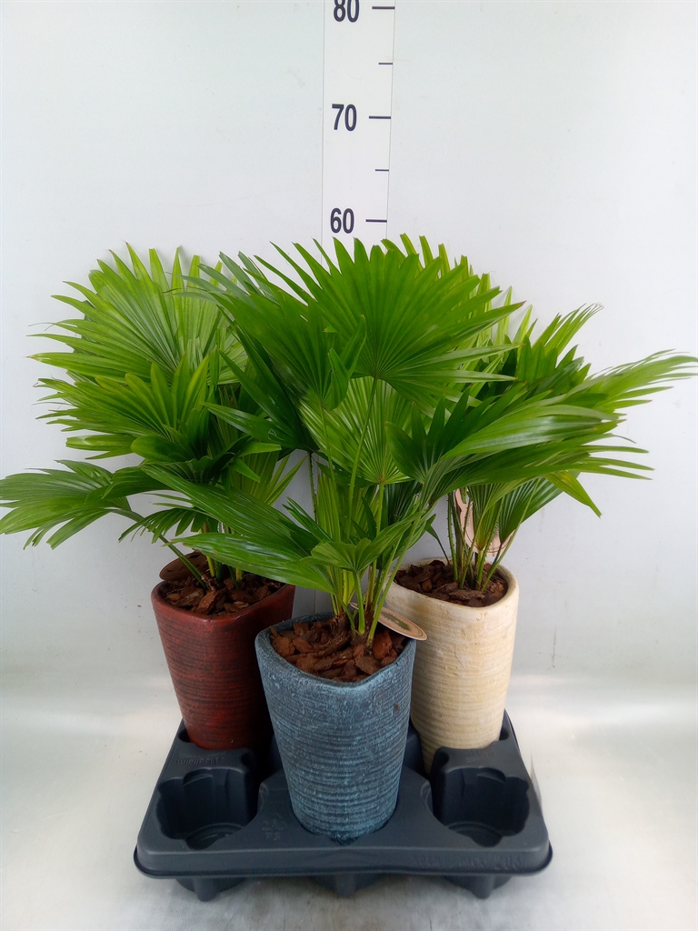 Горшечные цветы и растения оптом Livistona Rotundifolia от 3шт' из Голландии с доставкой по России