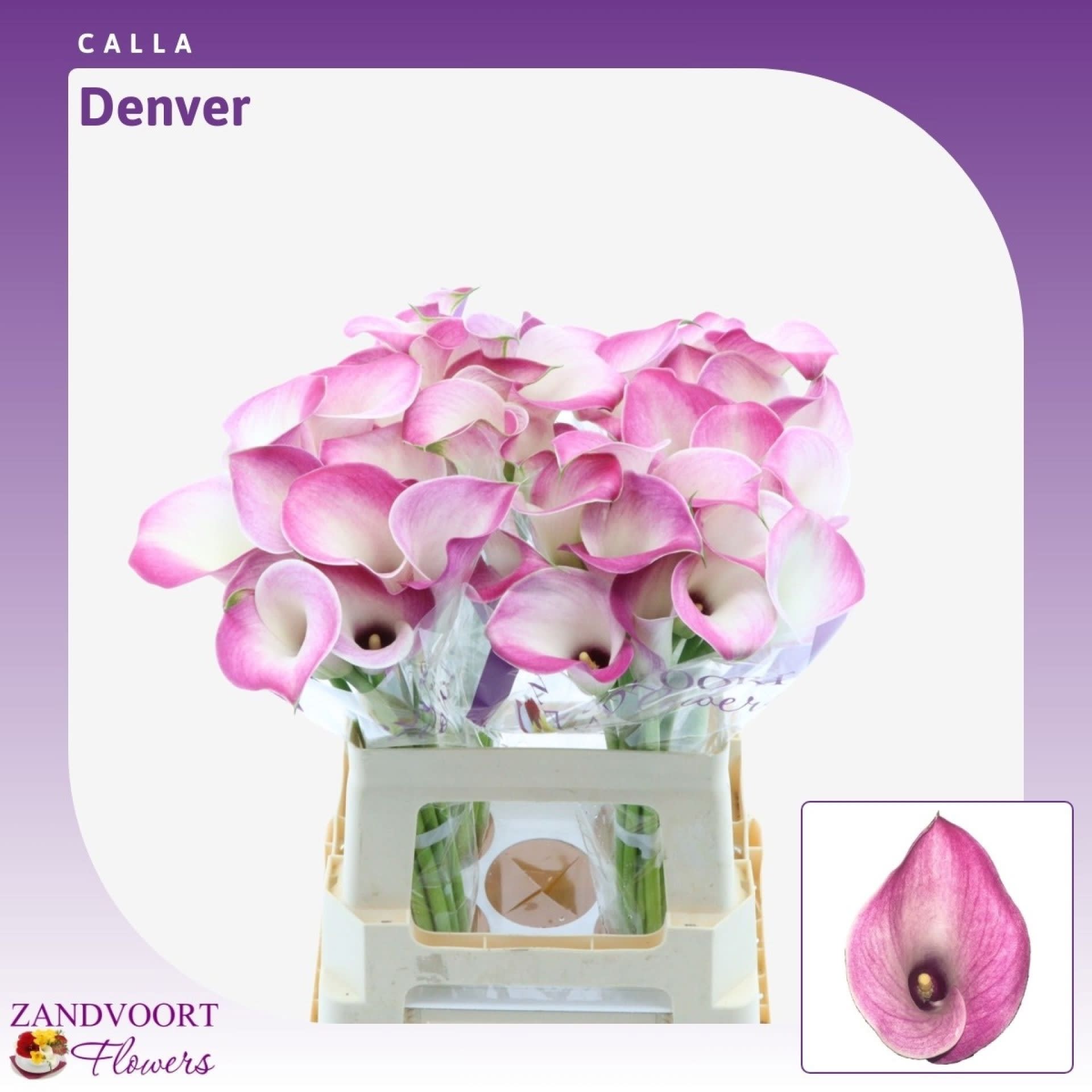 Срезанные цветы оптом Zantedeschia denver от 40шт из Голландии с доставкой по России