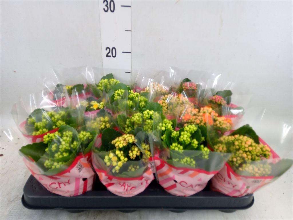 Горшечные цветы и растения оптом Kalanchoe Blos.   ..rosebud Mix  5 от 16шт (для телеги) из Голландии с доставкой по России