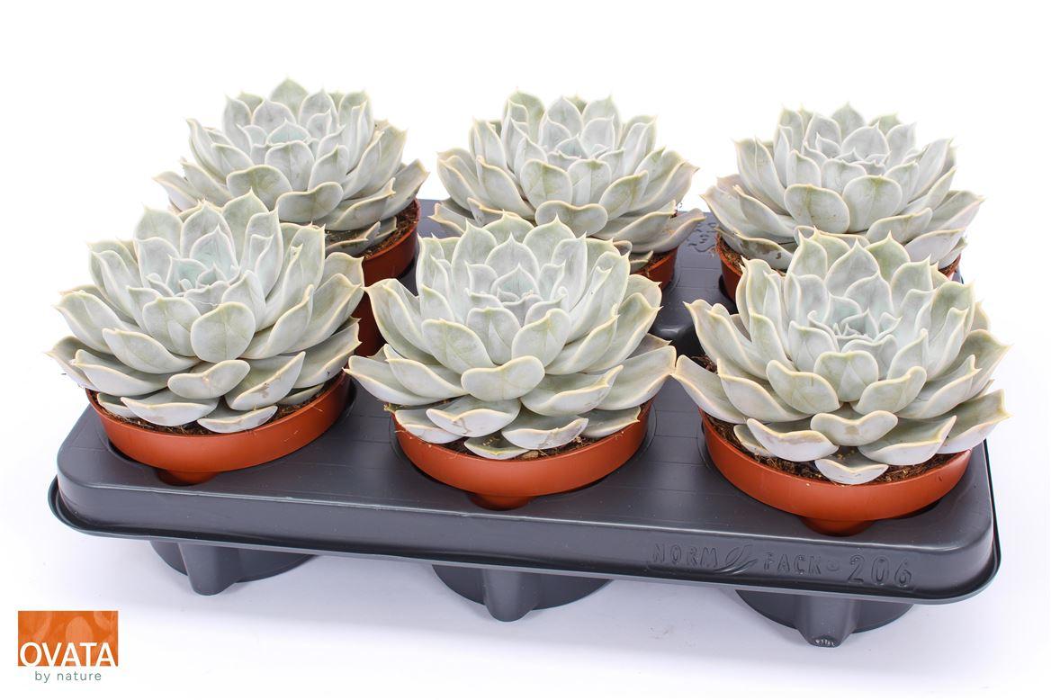 Горшечные цветы и растения оптом Echeveria Silver Pearl  Pearls от 6шт из Голландии с доставкой по России
