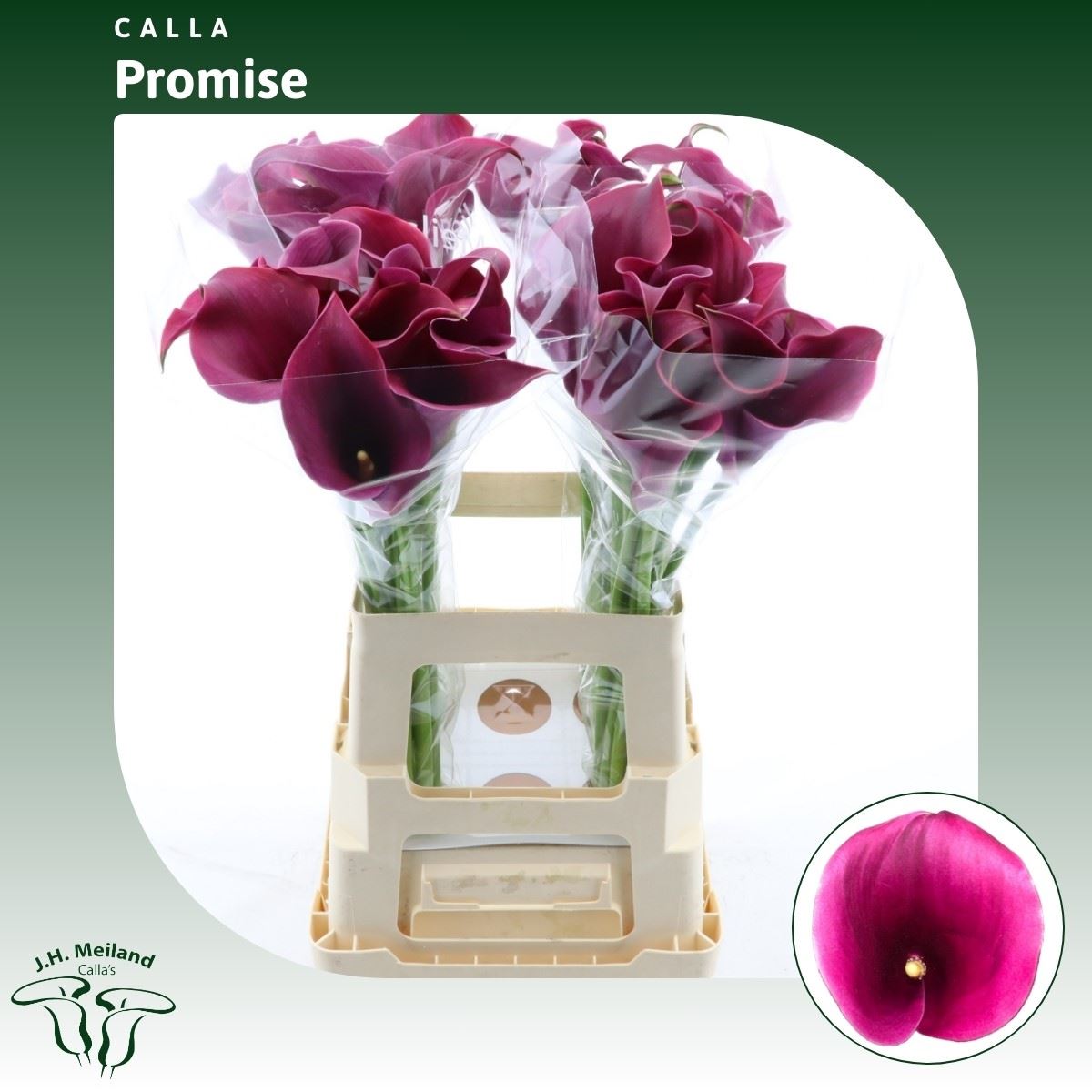 Срезанные цветы оптом Zantedeschia captain promise от 40шт. из Голландии с доставкой по России