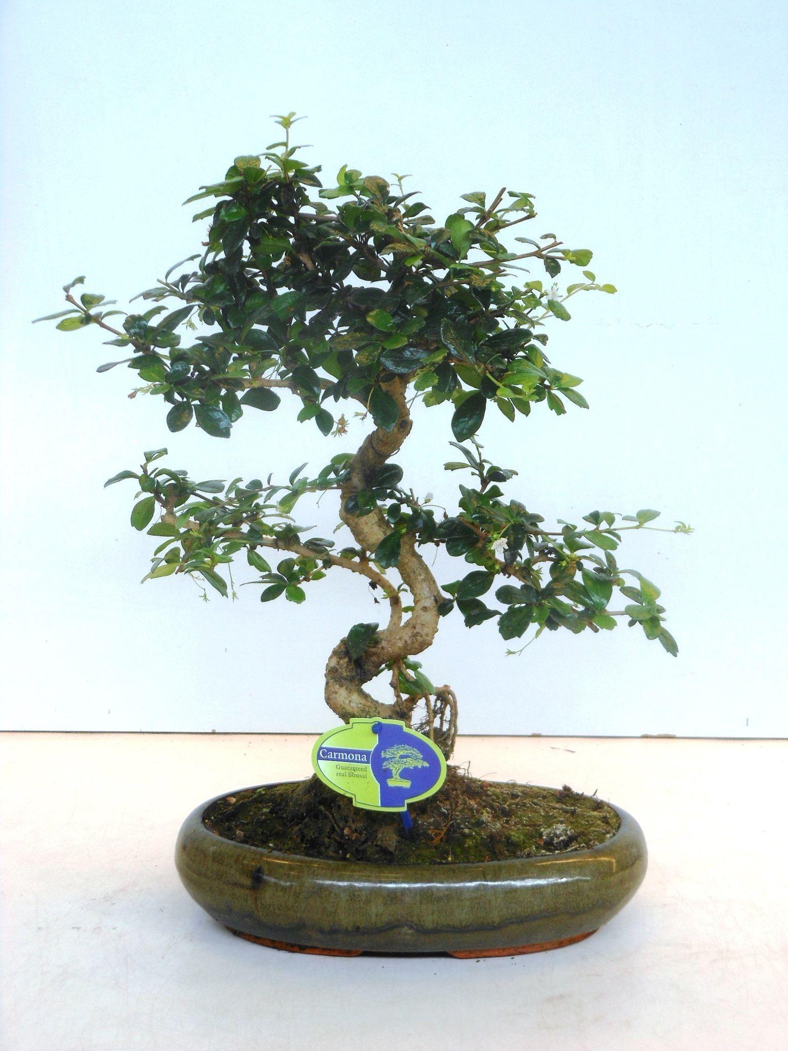 Горшечные цветы и растения оптом Bonsai Carmona Macrophylla, Without Drip от 2шт из Голландии с доставкой по России
