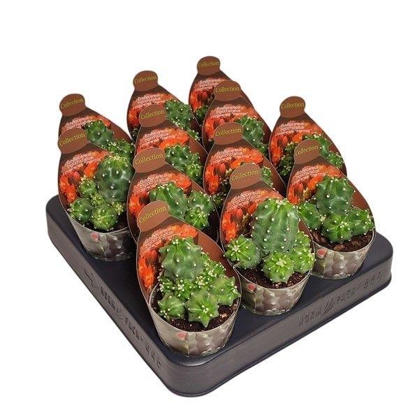 Горшечные цветы и растения оптом Echinocereus Triglochidiatus Mojavensis Inermis - от 12шт (для телеги) из Голландии с доставкой по России